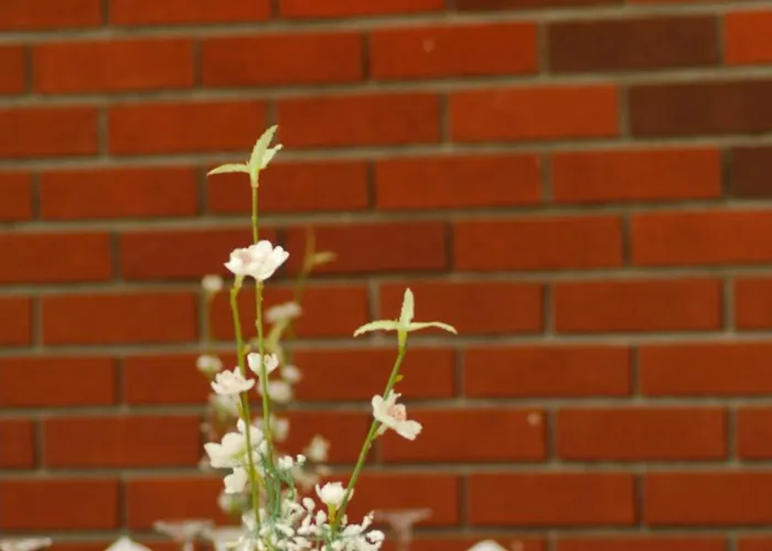 ビルケイ ホテル ホテル アランヤ